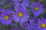 New England aster